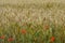 Common Poppies - Papaver rhoeas in Wheat Field, Norfolk, England, UK