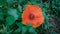 This is a common poppy