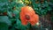 This is a common poppy