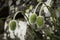 Common poppy buds