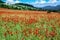 Common poppy on the field