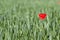 Common poppy flower - Papaver rhoeas - in a cereal field