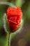 Common poppy Papaver rhoeas
