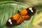 Common Postman - Heliconius melpomene