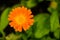 Common or Pot Marigold, Calendula officinalis, flower macro with soft edges, selective focus