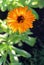 Common or Pot Marigold, orange Calendula flower, colorful background