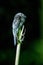 Common Potoo, Nyctibius griseus, on bamboo tree, Trinidad, tropical forest, bird with big yellow eyes