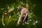 Common Potoo, Nyctibius griseus, hidden on the tree trunk, wildlife from Asa Wright Nature Centre on Trinidad