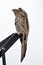 Common Potoo Nyctibius griseus, isolated, perched on an antenna in broad daylight. White background