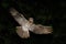 Common Potoo, Nyctibius griseus, nocturnal tropic bird in flight with open wings, night action scene, animal in the dark nature ha
