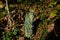 Common powderhorn mushrooms. Cup lichen cladonia coniocraea, pixie cup lichens, caribou lichens