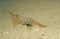 Common Prawn, palaemon serratus