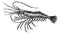 Common prawn or Palaemon serratus vintage engraving