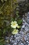 Common primrose