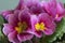 Common primrose flowers, close up shot