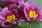 Common primrose flowers, close up shot