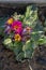 The common primrose frost bitten in the early spring. Primula damaged by frost