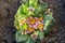 The common primrose frost bitten in the early spring. Primula damaged by frost