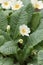 Common primrose, Primula vulgaris, pale yellow blooming