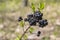 Common Privet berries in the forest