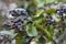 Common Privet Berries - Ligustrum vulgare
