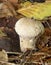 Common Puffball