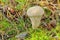 Common puffball in autumn forest