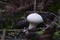 Common puffball in the forest close-up, Lycoperdon perlatum white mushroom with spikes