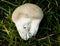 Common puffball fungi
