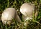 Common puffball fungi