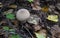 The Common Puffball Lycoperdon perlatum or Devil`s Snuff-box. The fruit bodies can be eaten by slicing and frying in