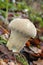 Common puffball mushroom