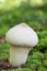 Common puffball mushroom - Lycoperdon perlatum - growing in green sphagnum moss