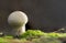 Common puffball mushroom - Lycoperdon perlatum - growing in green sphagnum moss close up