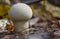 Common puffball mushroom - Lycoperdon perlatum - growing in green sphagnum moss close up