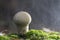 Common puffball mushroom - Lycoperdon perlatum - growing in green sphagnum moss close up