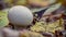 Common puffball mushroom - Lycoperdon perlatum - growing in green sphagnum moss close up