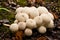 Common Puffball mushrooms Lycoperdon perlatum