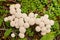 Common Puffball mushrooms Lycoperdon perlatum