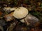 Common puffball, warted puffball, gem-studded puffball, wolf or the devils snuff-box Mushroom raincoat in the forest in nature