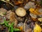 Common puffball, warted puffball, gem-studded puffball, wolf or the devils snuff-box mushroom raincoat in the forest in nature.