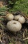 Common puffball, warted puffball Lycoperdon perlatum in pine forest. Ripe mushroom. Mature - not edible