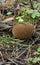 Common puffball, warted puffball Lycoperdon perlatum in pine forest. Ripe mushroom. Mature - not edible