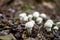 Common Puffballs