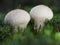 Common puffballs Lycoperdon perlatum