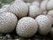 Common Puffballs - Lycoperdon perlatum