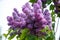Common purple lilac flowers close up in spring time