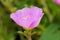 Common purslane flower