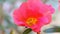 Common Purslane or little hogweed flower
