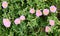 Common Purslane, Pigweed